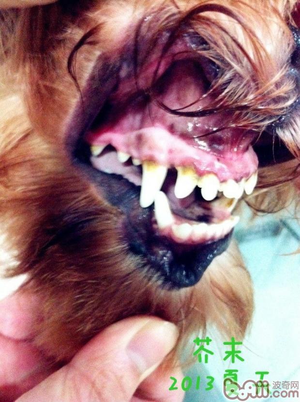 简介常见的犬类牙科问题|狗狗常见病-波奇网百