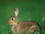 兔兔肠胃病的防治