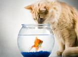 让猫咪安全吃鱼的三个妙招