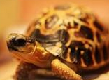 龟龟可食用的营养食物分析