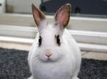 兔兔常见疾病的防治（四）