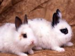 兔兔常见疾病的防治（一）