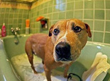 狗狗不愿意洗澡该怎么办