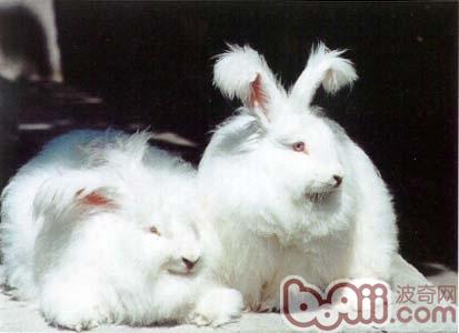 为什么要为兔兔梳毛