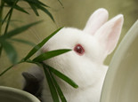 兔兔的结膜炎眼病介绍