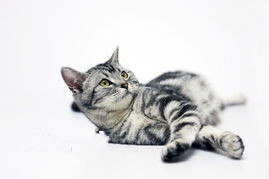 如何判斷寵物貓眼睛受傷及處理方法
