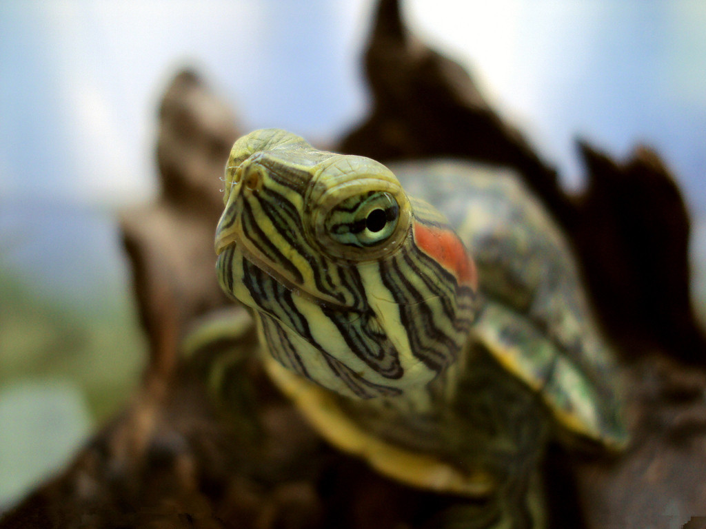 巴西龟需要怎样的饲养环境？