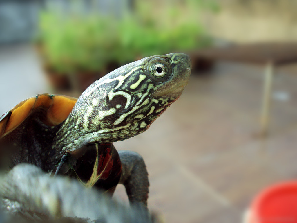 草龟寿命有多长？