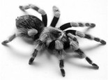 饲养蜘蛛需知道的5个注意事项