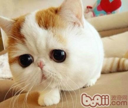 如何给猫猫剪个帅气的发型?|猫咪美容-波奇网