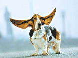 狗狗耳朵的日常护理