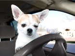 5种减少狗狗乘车焦虑的办法