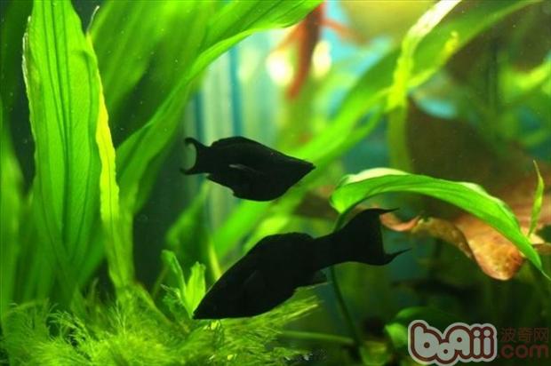 黑玛丽鱼的繁殖介绍
