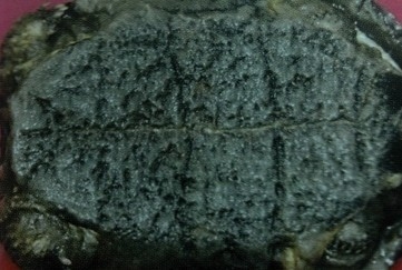 水龟类宠物龟正常蜕皮与几种常见皮肤病的鉴别诊断