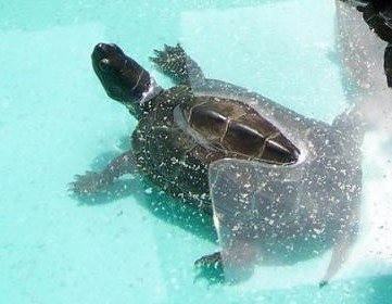 水龟类宠物龟正常蜕皮与几种常见皮肤病的