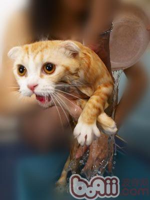 怎样给不爱洗澡的猫咪洗澡？