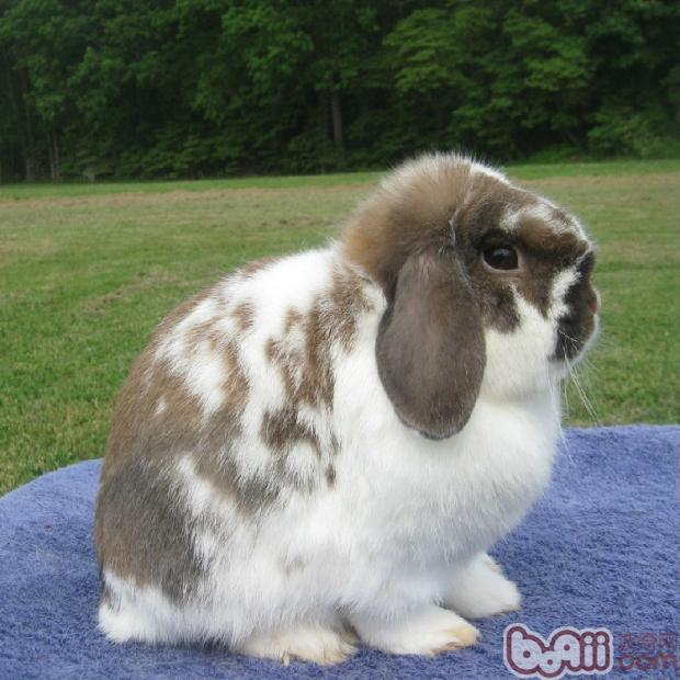 怎样区分兔子脱毛是否是正常换毛？