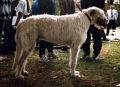 愛爾蘭獵狼犬（Irish Wolfhound）品種介紹