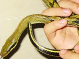 黑眉锦蛇的品种介绍
