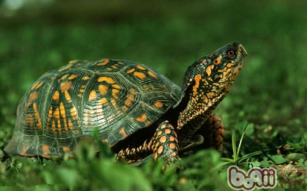 你知道怎样喂养巴西龟吗？