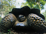 关于加拉巴哥象龟的介绍