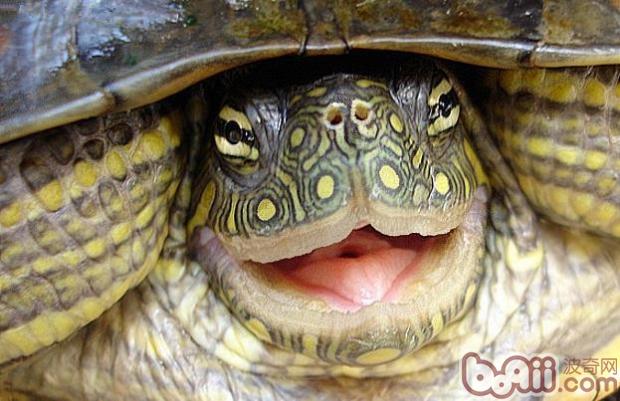 红耳龟大部分时间生活在水中
