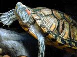 巴西龟冬眠的三种方式