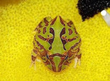 蝴蝶角蛙的品种介绍