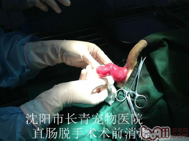 猫咪直肠脱的治疗方法