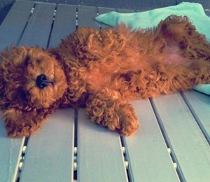 患病狗狗精神沉郁,食欲废绝 患病狗狗精神沉郁,食欲废绝