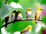 观赏鸟急性腹泻症状及防治