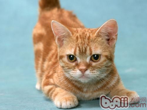 猫咪足部护理大揭秘 猫咪足部护理大揭秘