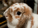 你知道兔兔为啥吃掉粪便吗？