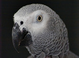 非洲灰鹦鹉的品种介绍