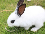 认识你的兔兔：常见的兔兔品种