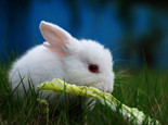 不同年龄阶段的兔兔喂养