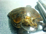 水龜的日常飼養及照料