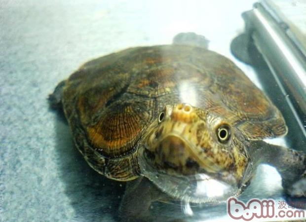 水龟的日常饲养及照料