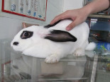 兔兔大肠杆菌病的治疗办法