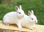 兔兔的繁殖生理简介