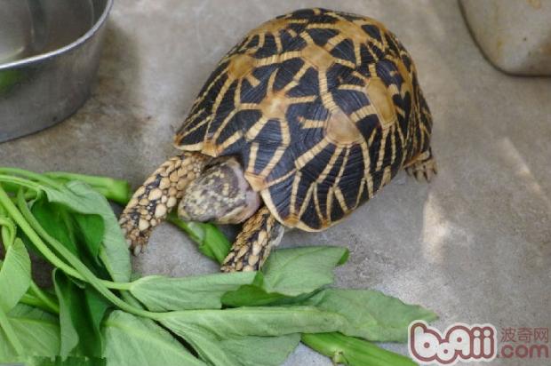 饲养印度星龟的器材解析