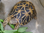 饲养印度星龟的器材解析