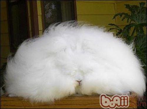 兔兔毛球症的症状及防治