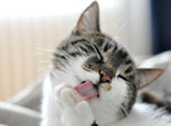 猫咪得了牙周炎该怎么办