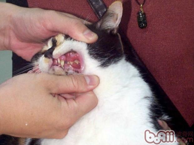 猫病毒性鼻气管炎的症状及防治措施