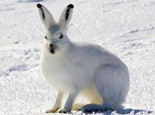 关于雪兔（L.timidus）的资料介绍