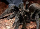 巴西黑蜘蛛的品种介绍