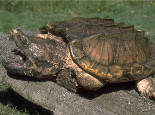 鳄龟饲养条件指南
