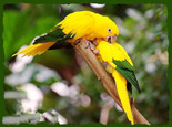 金黄锥尾鹦鹉的品种介绍