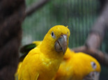 金太陽鸚鵡的繁殖要點